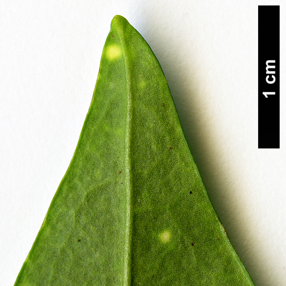High resolution image: Family: Garryaceae - Genus: Aucuba - Taxon: japonica - SpeciesSub: var. variegata